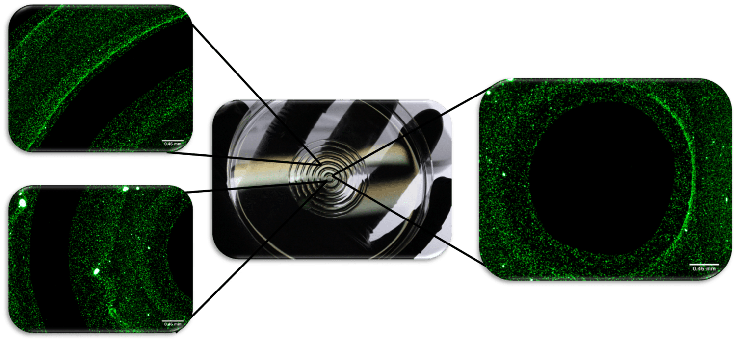 Bioprinting Collagen Layered Tissues