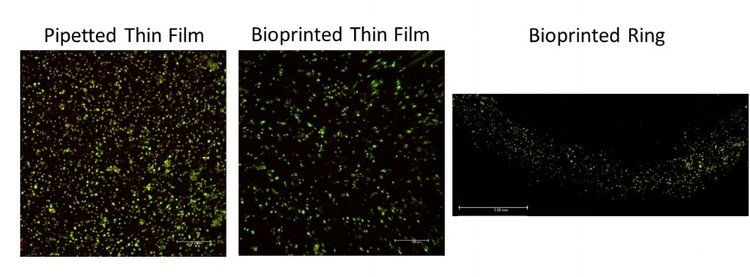 3d bioprinted sodium alginate, microscope viability cellular