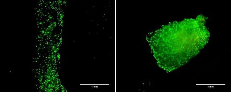 Figure 5: Day 1 bioprinted line (left) and Day 7 bioprinted thin film (right).