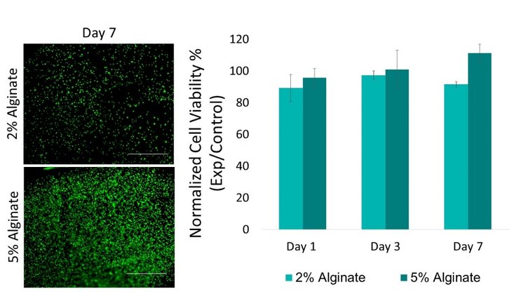 bioprinting sodium alginate allevi viability report