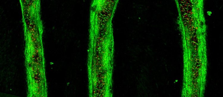 Figure 2: Confocal image of bioprinted GelMA lines after 7 days of culture. Images taken at 10x magnification.