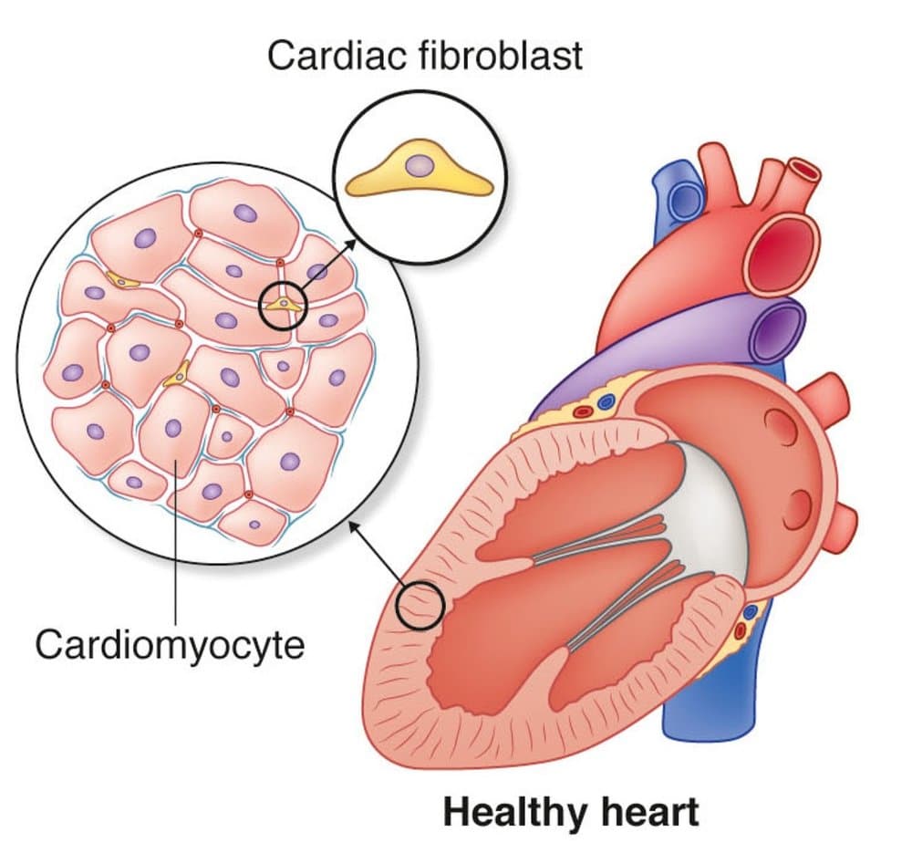Allevi Author: GWU Bioprinting Heart Tissue | Blog - Allevi