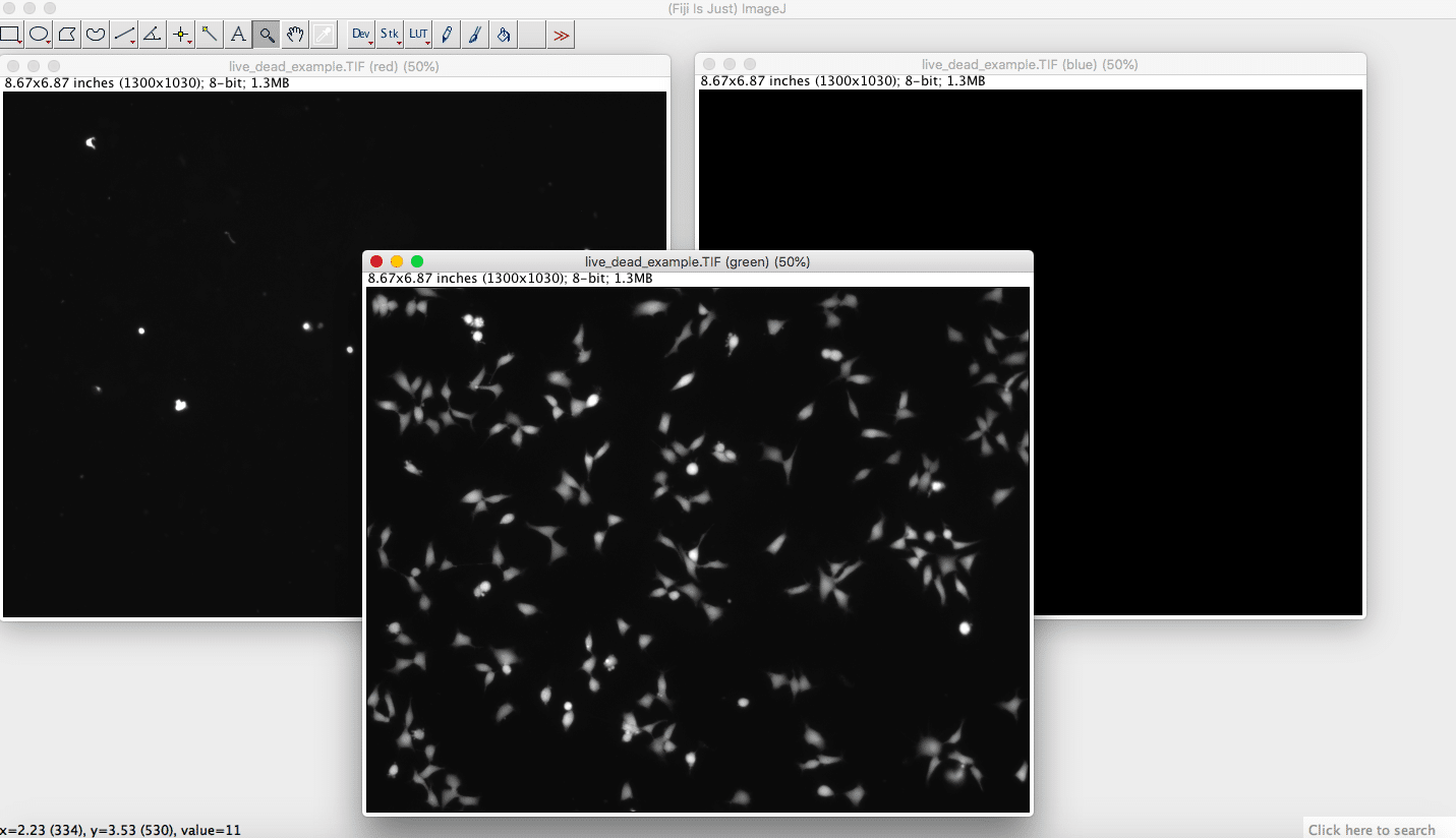 Live/Dead assay quantification using Fiji