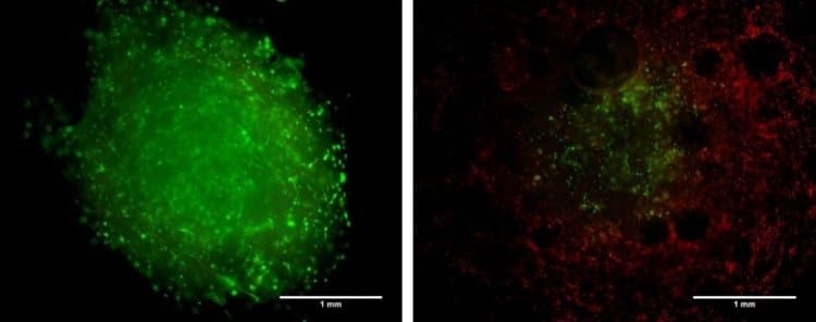 bioprinted collagen