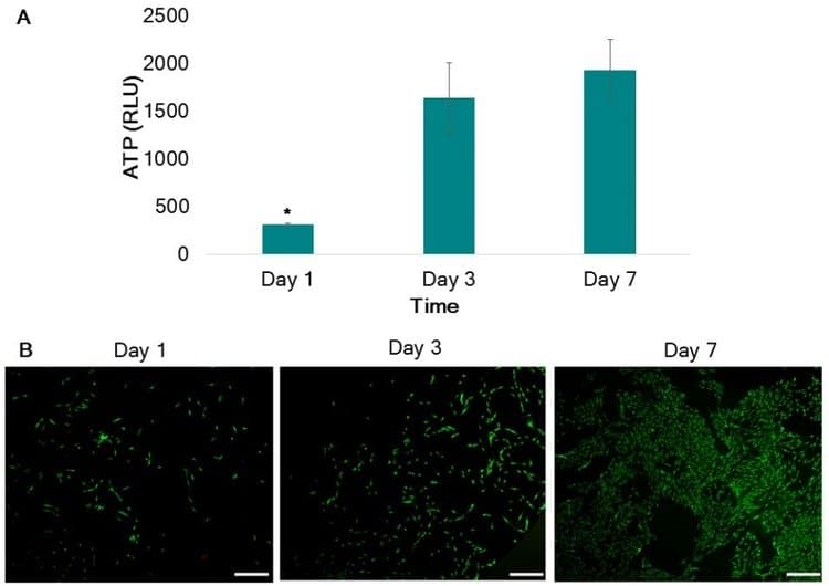 ATP results (A) demonstrate that PLGA is able to support viable cell cultures. (*) indicates statistical difference. LIVE/DEAD images (B) also confirm viable cell cultures seeded on PLGA at days 1,3 and 7.