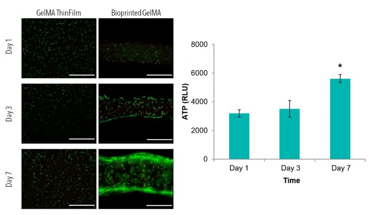 Figure 1: Live/Dead images (left) of GelMA thin films and bioprinted lines  after 1,3 and 7 days of culture. Scale bars 0.5 mm. ATP data of GelMA thin films demonstrates increases viability from Day 1 to Day 7. (*) indicates statistical difference