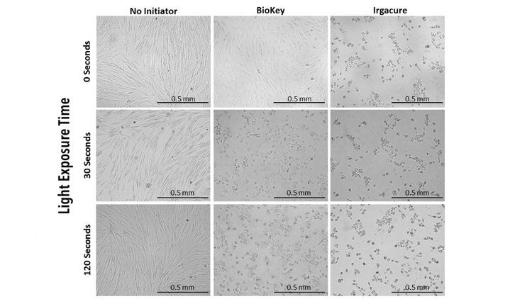 Figure 2: Brightfield images (10x) of cells at 24 hr after exposure to 0, 30 and 120 seconds of blue light with no initiator, LAP or Irgacure. Typical fibroblast morphology is apparent in groups with no initiator as well as cells exposed to BioKey(LAP) and 0 seconds of blue light. Abnormal morphology is apparent in other groups.