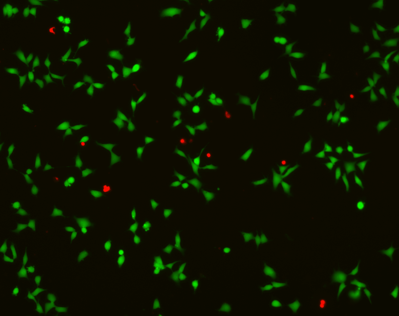 Live/Dead assay quantification using Fiji