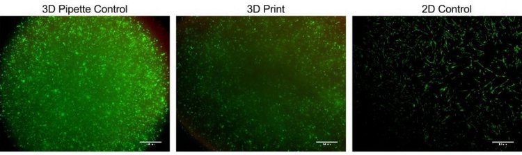 Figure 3: Live/Dead images of pipetted (left) and bioprinted (middle) PEGDA thin films as well as a 2D control (right) after 1 day of culture. Scale bars 0.5 mm.