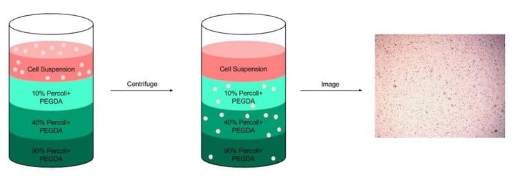 pedga cell distribution