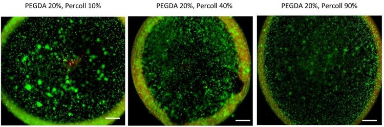 Figure 2: Brightfield images from centrifugation test (top) demonstrate high cell distributions in 10 and 40% Percoll solutions. Live/Dead viability staining (bottom) of 20% PEGDA solutions mixed with either 10,40 or 90% Percoll after 1 day of culture demonstrate no significant difference in viability among the solutions.