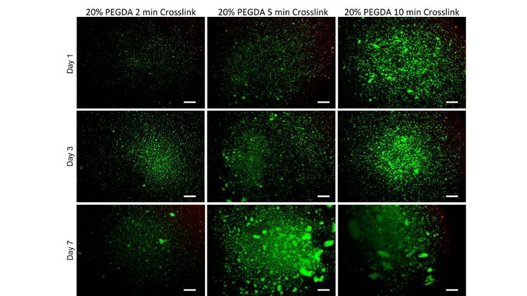 Figure 1: Live/Dead images of 20% PEGDA with 0.25% LAP crosslinked at 2,5 and 10 minutes after 1,3 and 7 days of culture. Scale bars 0.5 mm.