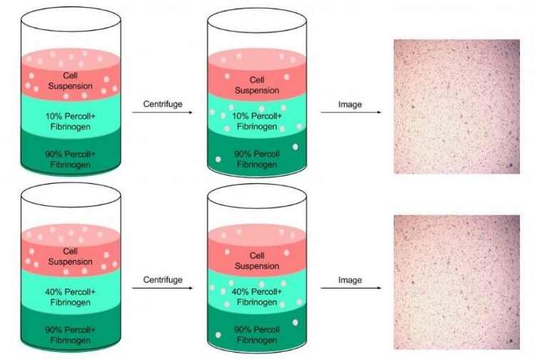 percoll bioprinting