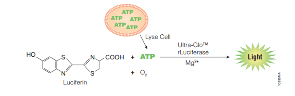 promega 3D ATP viability assay for 3d cell culture