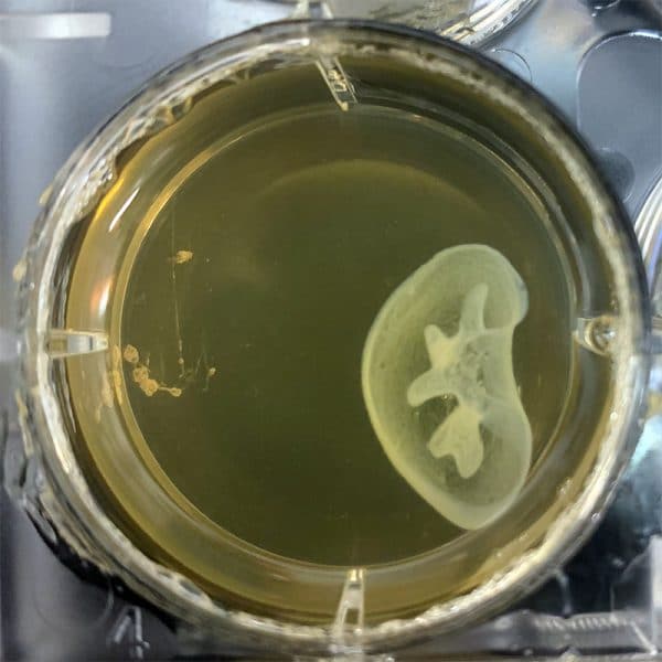 tissue-specific bioprinting