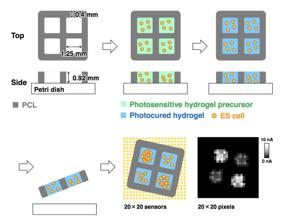 Imaging 3D Hydrogels tohoku university