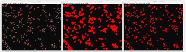 Live/Dead Quantification Using Fiji - Step-by-Step Guide | Suuport - Allevi