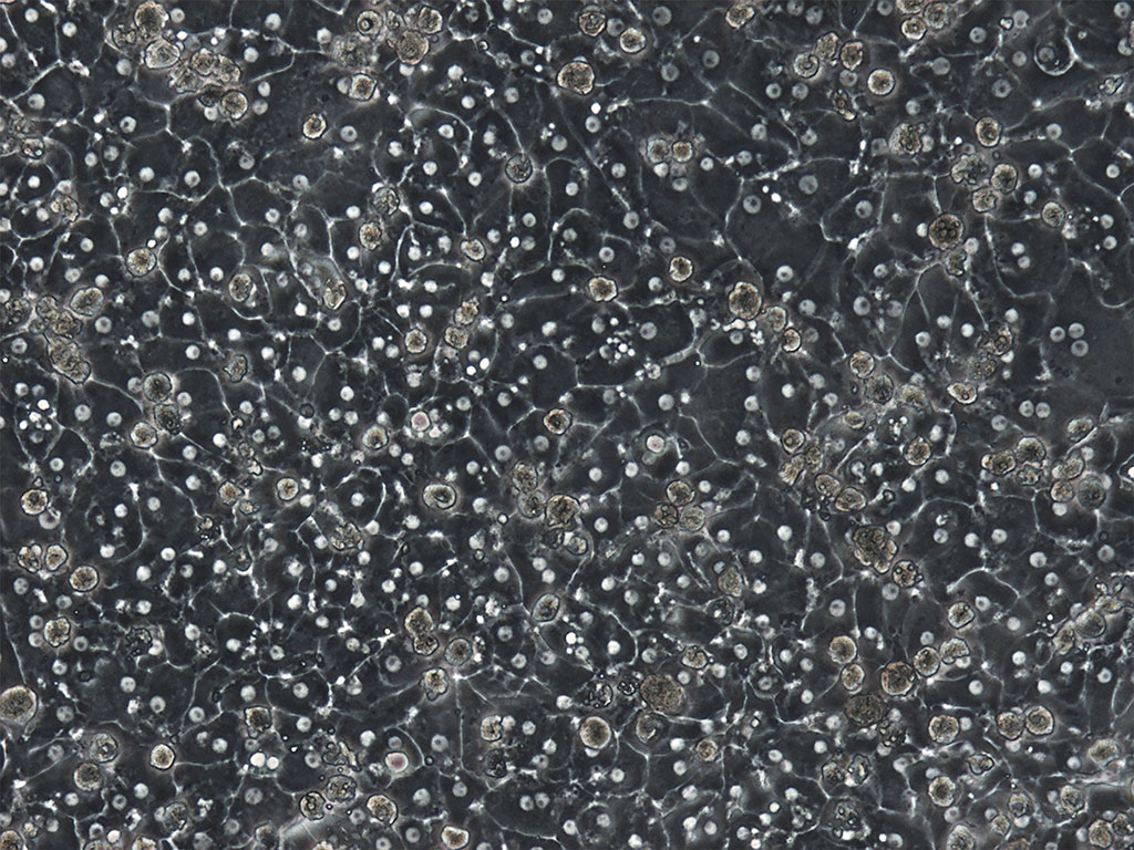 Plated cryopreserved human hepatocytes after 72 hours at 10x magnification from donor HUM4033