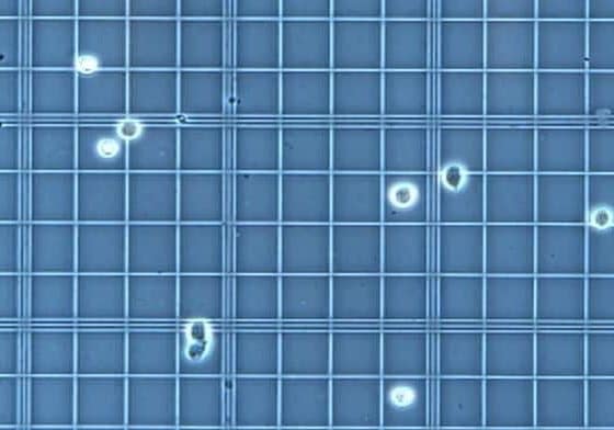 Checking Cell Viability with Trypan Blue allevi protocol