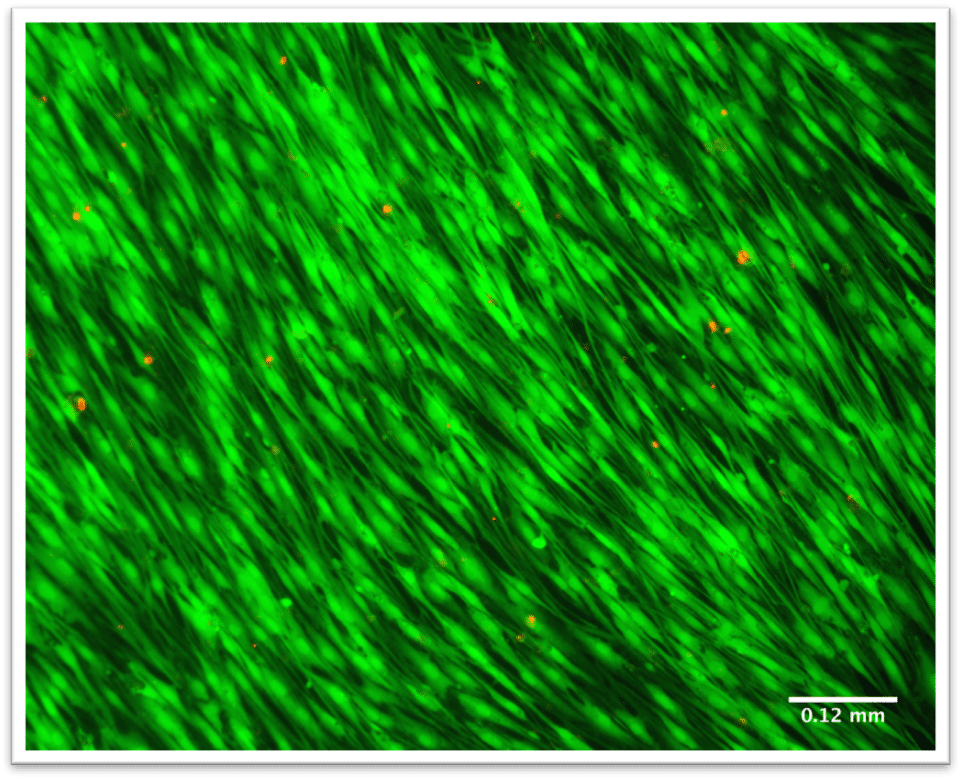 skin bioprinting protocol