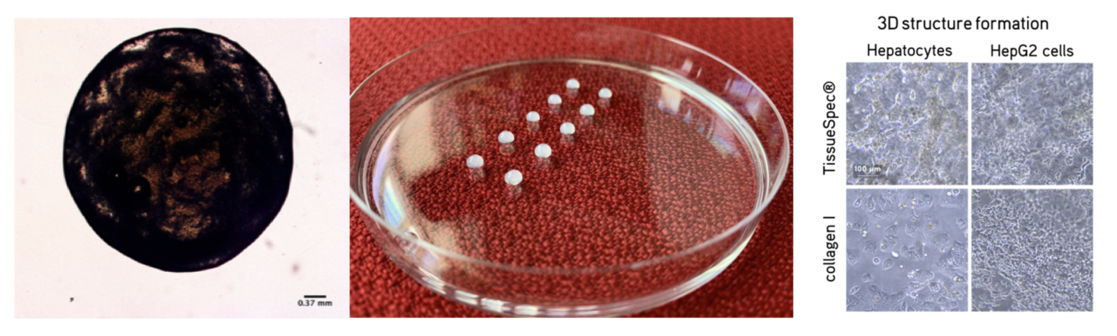Bioprinting Liver Tissue