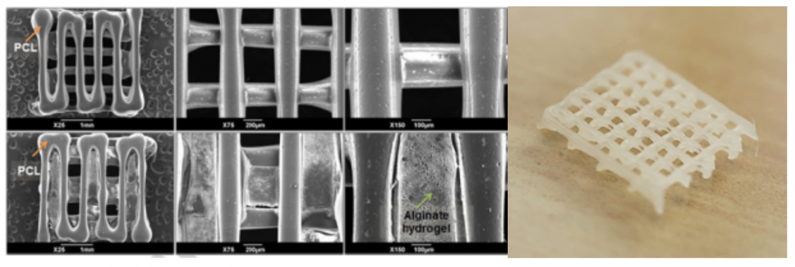 Bioprinting Hard Tissues Using Pcl Polycaprolactone Protocols Allevi