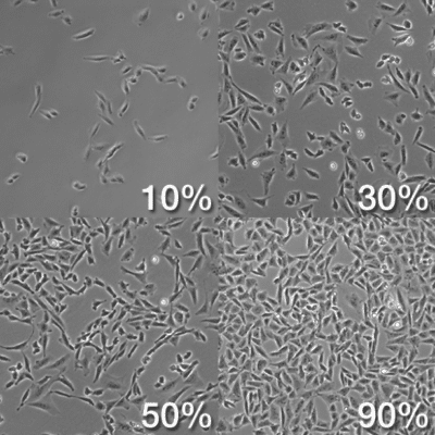 confluency rates cell culture